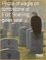 Amateur photographer Frank Glick drove through Fort Snelling National Cemetery early one morning, and spotted a bald eagle perched on a tombstone